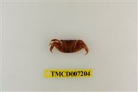 藏品(雙齒近相手蟹)的圖片